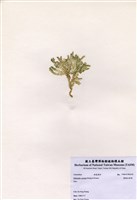 藏品(楔形仙掌藻)的圖片